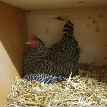 Apartament Muehlebnerhof Ramsau am Dachstein