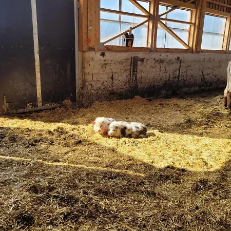 Muehlebnerhof Apartament