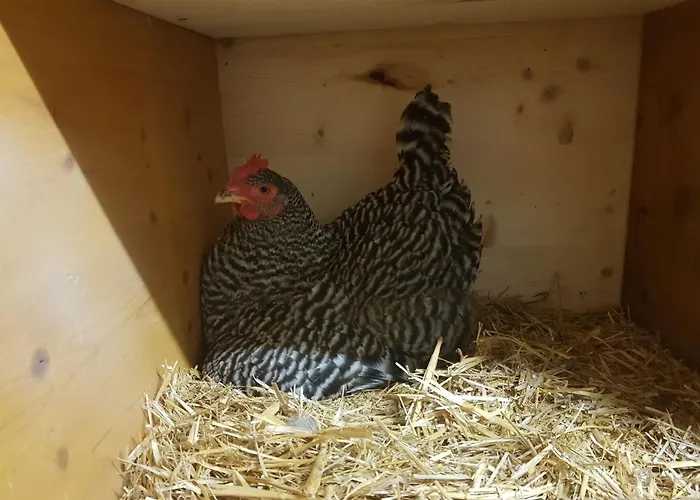 Apartment Muehlebnerhof Ramsau am Dachstein