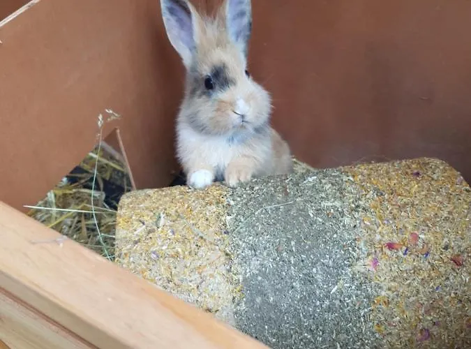 Muehlebnerhof * Ramsau am Dachstein